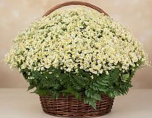 Цветочная композиция из Ромашки в корзине #REPLACE_PRED# Коробчеево