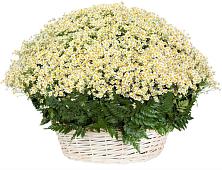Цветочная композиция из Ромашки в корзине #REPLACE_PRED# Коробчеево